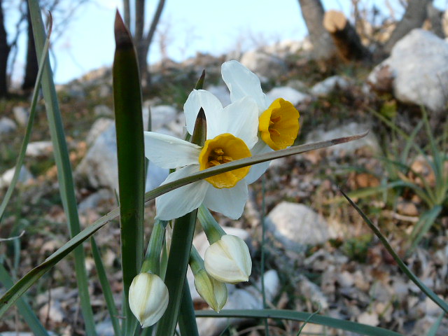 Narcissus tazetta